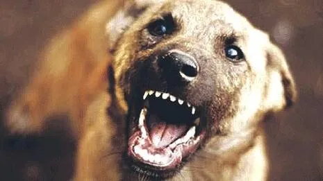 പേ വിഷബാധയേറ്റ് ചികിത്സയിലായിരുന്ന അഞ്ചു വയസുകാരന്‍ മരിച്ചു