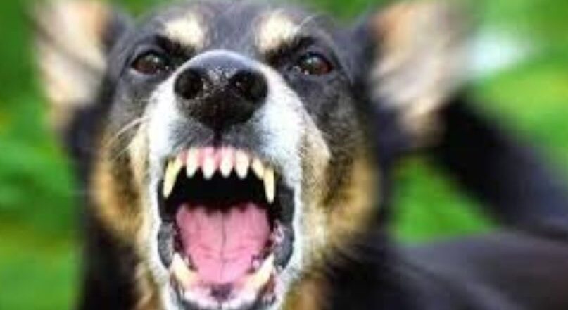 സംസ്ഥാനത്ത് ആശങ്ക ഉയർത്തി പേവിഷബാധ മരണങ്ങൾ: ഈ വർഷം 19 പേർക്ക് ജീവൻ നഷ്ടമായി