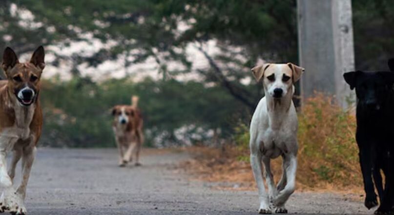 ‘എല്ലാ തെരുവുനായ്ക്കളേയും തരാം, കൊണ്ടുപൊയ്‌ക്കോളൂ’; തെരുവുനായ പ്രശ്‌നത്തിലെ ഹര്‍ജിയെ എതിര്‍ത്ത മൃഗസ്‌നേഹിയോട് ഹൈക്കോടതി