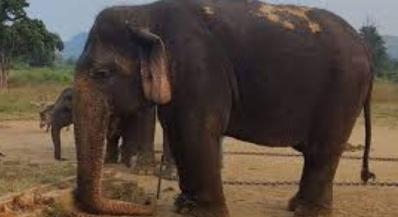 ഏഷ്യയിലെ ഏറ്റവും പ്രായം കൂടിയ ആന ചരിഞ്ഞു; പന്ന കടുവ സങ്കേതത്തിലെ വിനോദസഞ്ചാരികളുടെ ആകർഷണ കേന്ദ്രമായിരുന്നു വത്സല