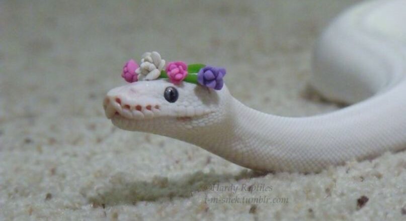 ഇന്ന് ലോക പാമ്പ് ദിനം