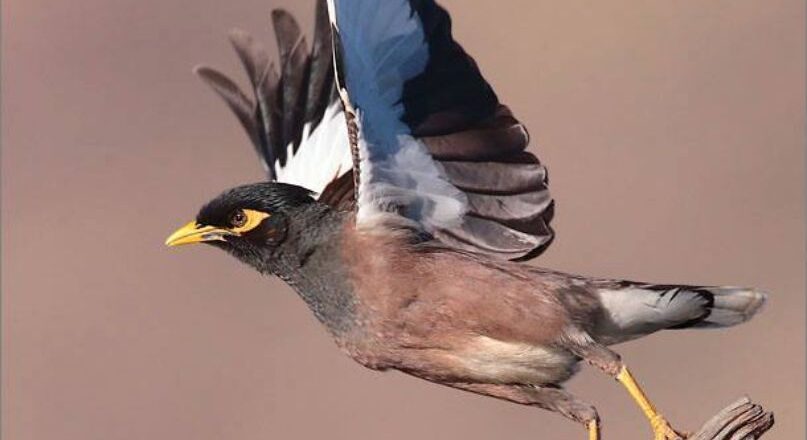 പാരിസ്ഥിതിക സന്തുലിതാവസ്ഥക്ക് ഭീഷണി, അധിനിവേശ മൈനകളെ തുരത്തുന്നു, 36000 മൈനകളെ പിടികൂടിയതായി അധികൃതർ