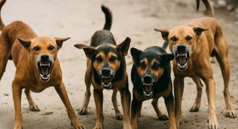 നാല് മാസത്തിനിടെ തെരുവുനായയുടെ കടിയേറ്റത് ഒന്നേകാല്‍ ലക്ഷത്തിലധികം പേര്‍ക്ക്; കണക്കുകള്‍ പുറത്ത്