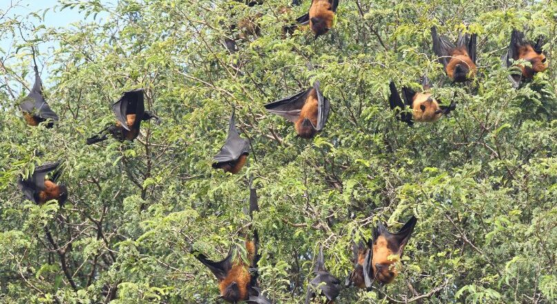 നിപ്പ ആശങ്ക; ഇടപെടാതെ അധികൃതര്‍