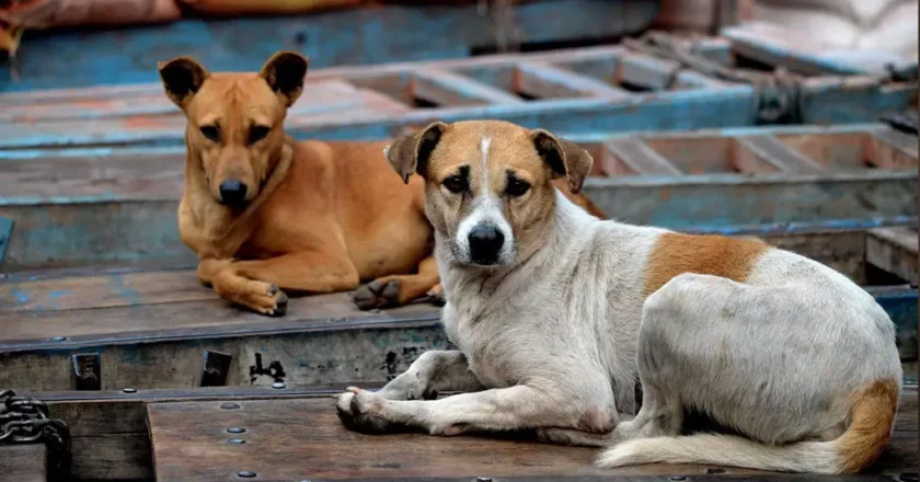 ആദ്യം വാക്സീൻ, പിന്നീട് വന്ധ്യംകരണം; എന്നിട്ട് തെരുവുനായകളെ പിടികൂടിയ സ്ഥലത്ത് തുറന്നുവിടാം-സുപ്രീംകോടതി
