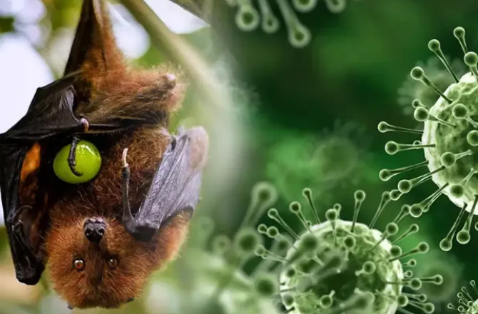 നിപ പ്രതിരോധത്തിൽ പുതിയ മുന്നേറ്റം: സ്യൂഡോവൈറോൺ സാങ്കേതിക വിദ്യ വികസിപ്പിച്ച് ഗവേഷകർ