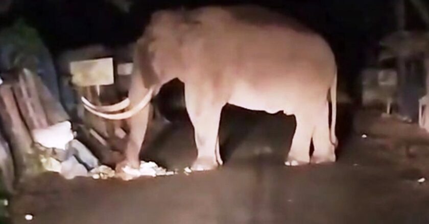 ജനവാസമേഖലയിൽ വീണ്ടും പടയപ്പ; വാഹനങ്ങളും വഴിയോരക്കടകളും തകര്‍ത്തു