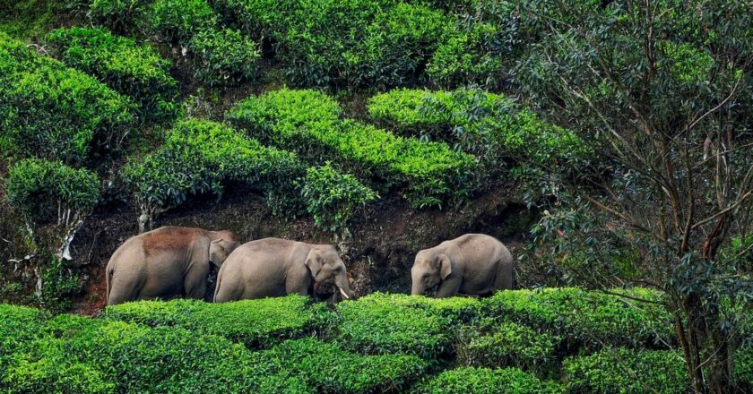അതിരപ്പിള്ളി-മലക്കപ്പാറ വന പാതകളിൽ വന്യ ജീവി ആക്രമണത്തിൽ കര്‍ശന നടപടിയെടുക്കാൻ വന വകുപ്പ് ഉദ്യോഗസ്ഥർ