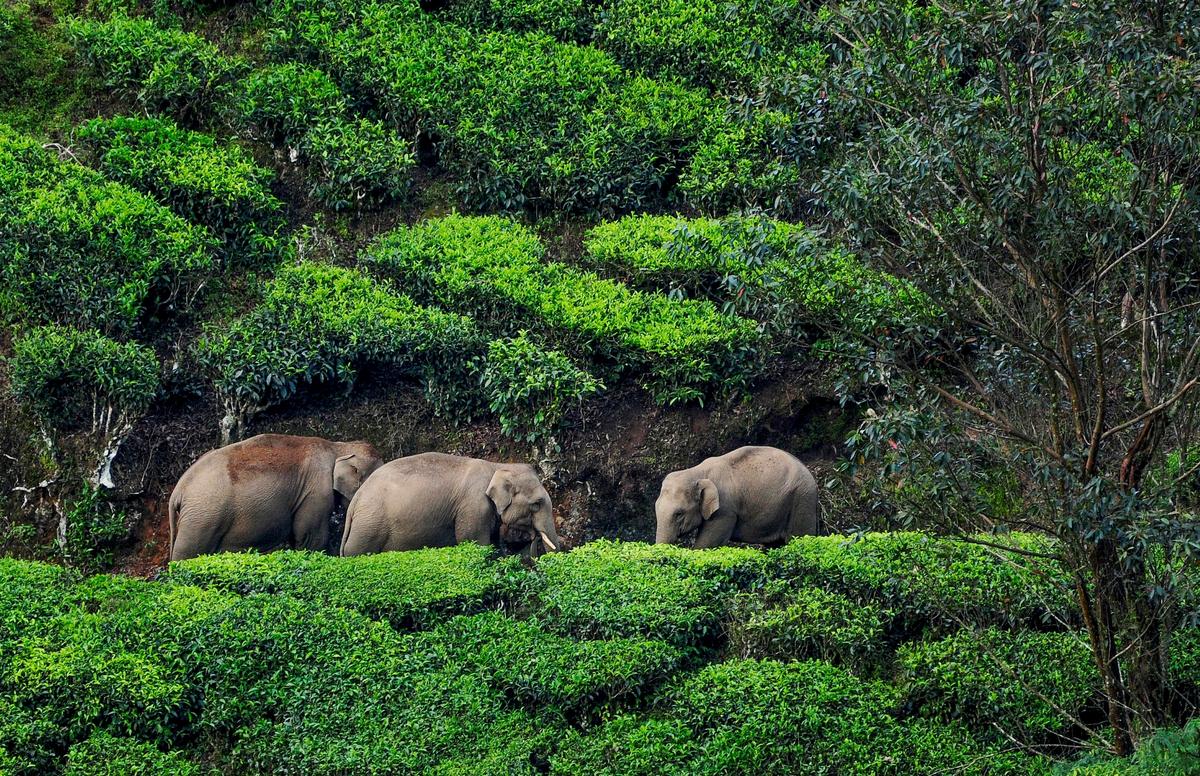 80759 5 1 2025 19 7 28 1 DEVIKULAM