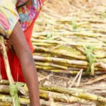 തൊഴിലിനായി ഗർഭപാത്രം നീക്കം ചെയ്യേണ്ടി വരുന്ന സ്ത്രീ തൊഴിലാളികളുടെ കാണാപ്പുറങ്ങൾ