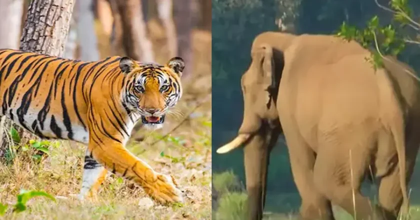 അക്രമകാരികളായ മൃഗങ്ങളെ കൊല്ലാം; ബില്ലിന് മന്ത്രിസഭയുടെ അംഗീകാരം. നിയമസഭാ സമ്മേളനത്തില്‍ അവതരിപ്പിക്കും