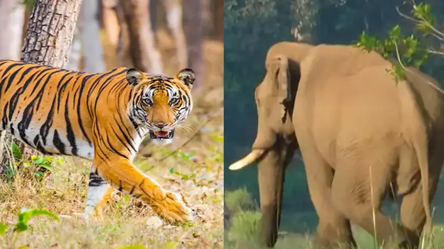 Wildanimalattack 1738209734607 900x506 1