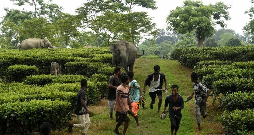 വന്യമൃഗ ആക്രമണങ്ങൾ : നിയമഭേദഗതിയിലേക്ക് സർക്കാർ, ഇന്ന് പ്രേത്യക മന്ത്രി സഭാ യോഗം ചേരും