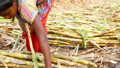 തൊഴിലിനായി ഗർഭപാത്രം നീക്കം ചെയ്യേണ്ടി വരുന്ന സ്ത്രീ തൊഴിലാളികളുടെ കാണാപ്പുറങ്ങൾ