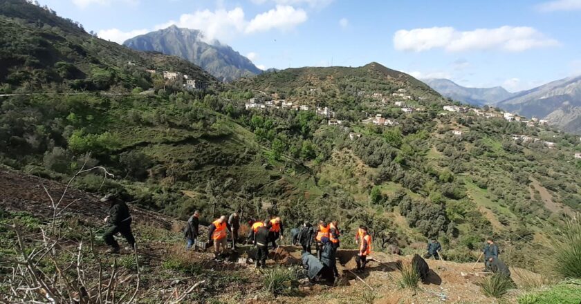 രാജ്യവ്യാപകമായി വൃക്ഷത്തൈകൾ നട്ടുപിടിപ്പിക്കാൻ അള്‍ജീരിയ; ക്യാംപെയിന് വൻ ജനകീയ പിന്തുണ