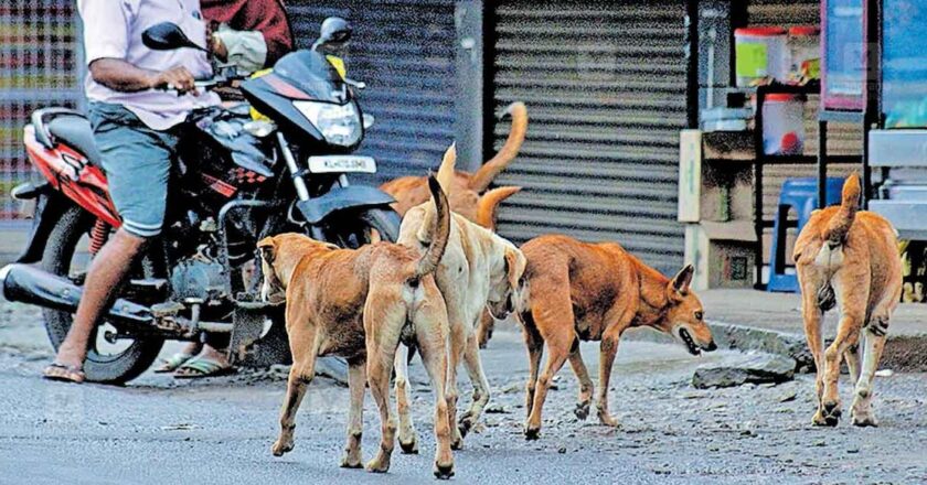 തെരുവുനായ്ക്കളെ പൊതുസ്ഥലങ്ങളില്‍ നിന്നും നീക്കണം; നിര്‍ണായക ഉത്തരവിറക്കി സുപ്രീം കോടതി