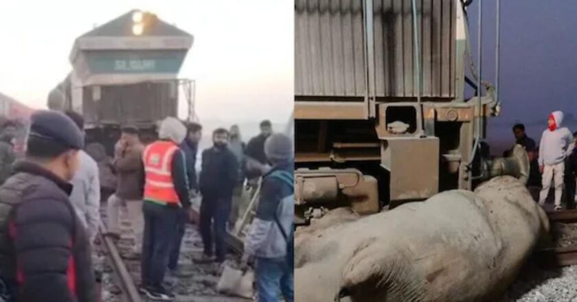 അസമിൽ രാജധാനി എക്സ്പ്രസ് ഇടിച്ച് ഏഴ് ആനകൾ ചരിഞ്ഞു; ട്രെയിൻ പാളം തെറ്റി