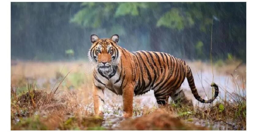 ചീക്കല്ലൂരിൽ കടുവ ഭീതി: ജനവാസ മേഖലയിൽ നിയന്ത്രണം, വിദ്യാഭ്യാസ സ്ഥാപനങ്ങൾക്ക് അവധി.