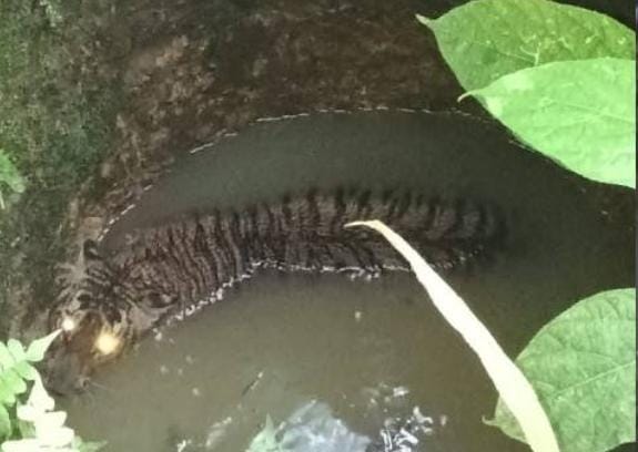 “ജനവാസ മേഖലയിൽ വീണ്ടും കടുവാപ്പേടി; ചിറ്റാറിൽ ഉപയോഗശൂന്യമായ കിണറ്റിൽ കടുവ കുടുങ്ങി.”