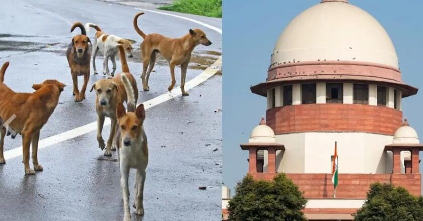 തെരുവ് നായ ഷെൽട്ടറുകൾക്ക് ഭൂമി കണ്ടെത്തൽ വെല്ലുവിളി; സുപ്രീംകോടതിയിൽ സത്യവാങ്മൂലം സമർപ്പിച്ച് കേരളം