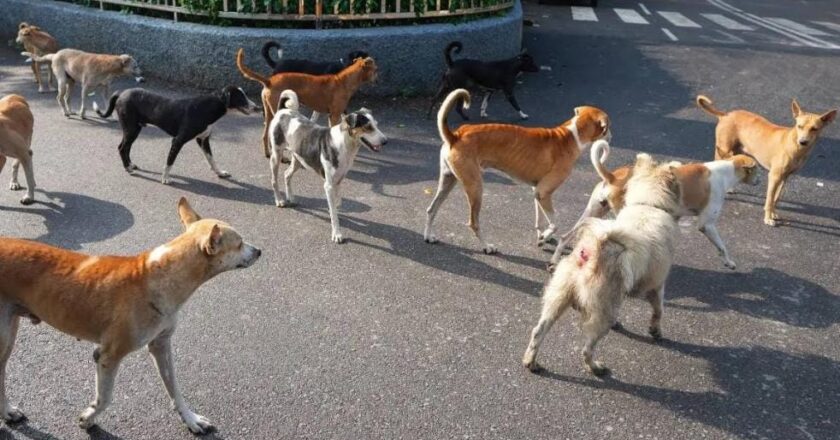 തെലങ്കാനയിൽ 500-ഓളം തെരുവുനായ്ക്കളെ വിഷം കുത്തിവെച്ച് കൊന്നു; ഗ്രാമമുഖ്യന്മാരടക്കം 15 പേർക്കെതിരെ കേസ്