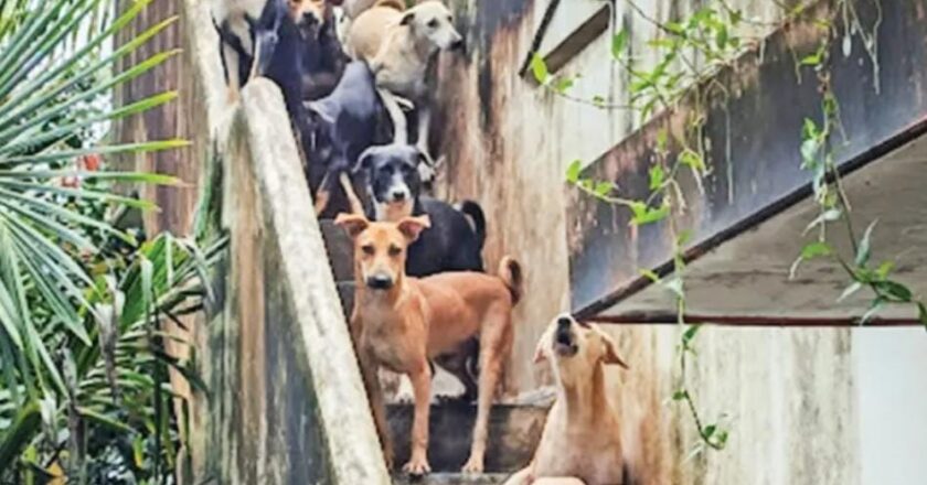 നായ്ക്കളെ മാറ്റാനായില്ല; കോർപ്പറേഷൻ നൽകിയ ഉറപ്പ് പാഴായി