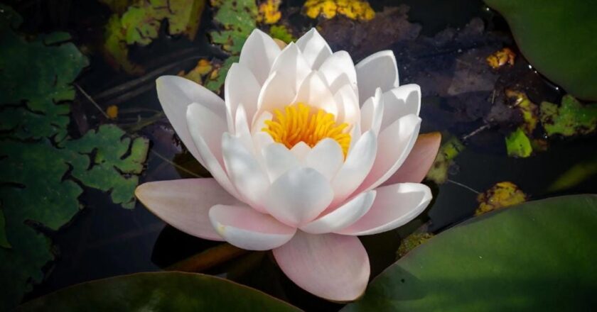 വിവാദത്തിനൊടുവിൽ താമര വിരിയുന്നു; കലോത്സവ വേദിക്ക് ‘താമര’ എന്ന് പേരിടും