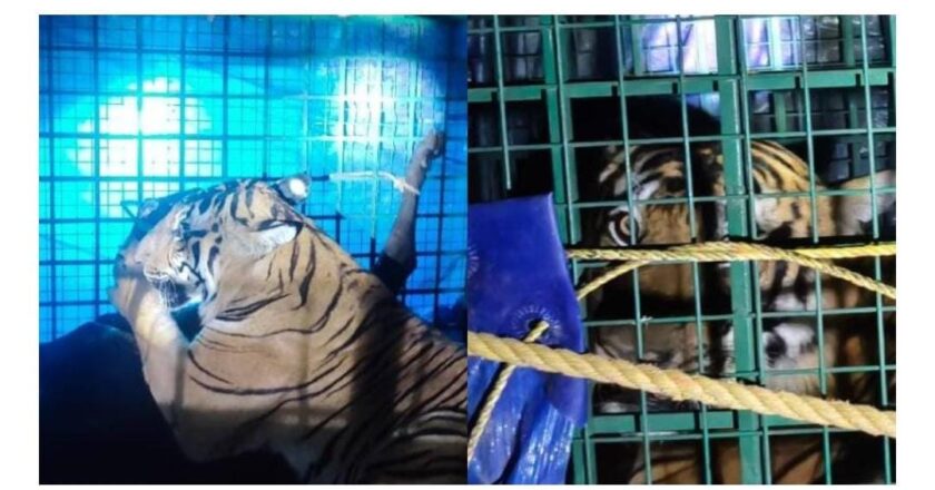 കണ്ണൂർ അയ്യൻകുന്നിൽ ഭീതി പരത്തിയ കടുവ കുടുങ്ങി; പത്തനംതിട്ടയിൽ കിണറ്റിൽ വീണ കടുവയെയും രക്ഷിച്ചു