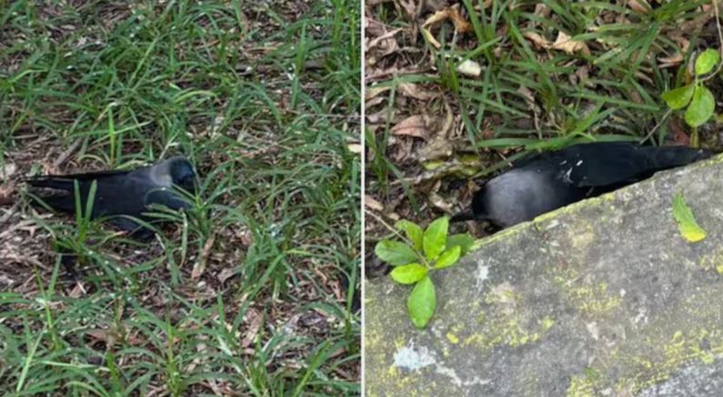 ചെന്നൈയില്‍ കാക്കകളില്‍ എച്ച്5എന്‍1 സ്ഥിരീകരണം; പക്ഷിപ്പനി ജാഗ്രത നിര്‍ദേശങ്ങള്‍ പുറപ്പെടുവിച്ച് തമിഴ്‌നാട് സര്‍ക്കാര്‍