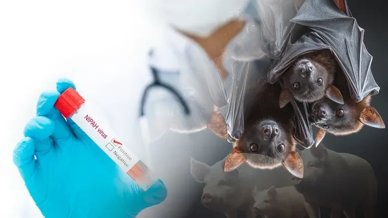 നിപയെ പ്രതിരോധിക്കാൻ ജപ്പാൻ ;വൈറസിനെതിരെ പുതിയ വാക്‌സിന്‍ പരീക്ഷണം