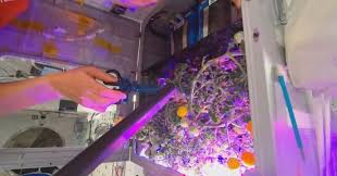 ചൈനീസ്  ബഹിരാകാശത്തിൽ ‘സ്പേസ് തക്കാളി’ വിളവെടുപ്പ്