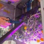 ചൈനീസ്  ബഹിരാകാശത്തിൽ ‘സ്പേസ് തക്കാളി’ വിളവെടുപ്പ്