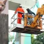 കൊച്ചി മെട്രോയ്ക്കു കീഴിൽ കുടുങ്ങിയ പൂച്ചയെ രക്ഷിക്കാൻ നാട്ടുകാർ ഒന്നായി; ദി റിയൽ കേരള സ്റ്റോറി’