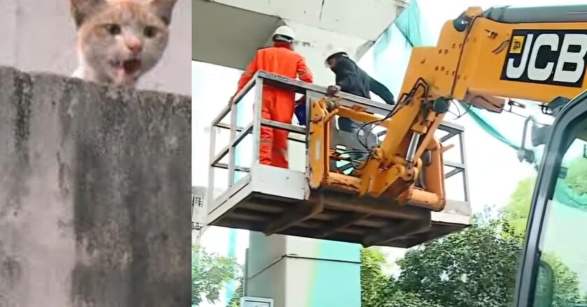 കൊച്ചി മെട്രോയ്ക്കു കീഴിൽ കുടുങ്ങിയ പൂച്ചയെ രക്ഷിക്കാൻ നാട്ടുകാർ ഒന്നായി; ദി റിയൽ കേരള സ്റ്റോറി’