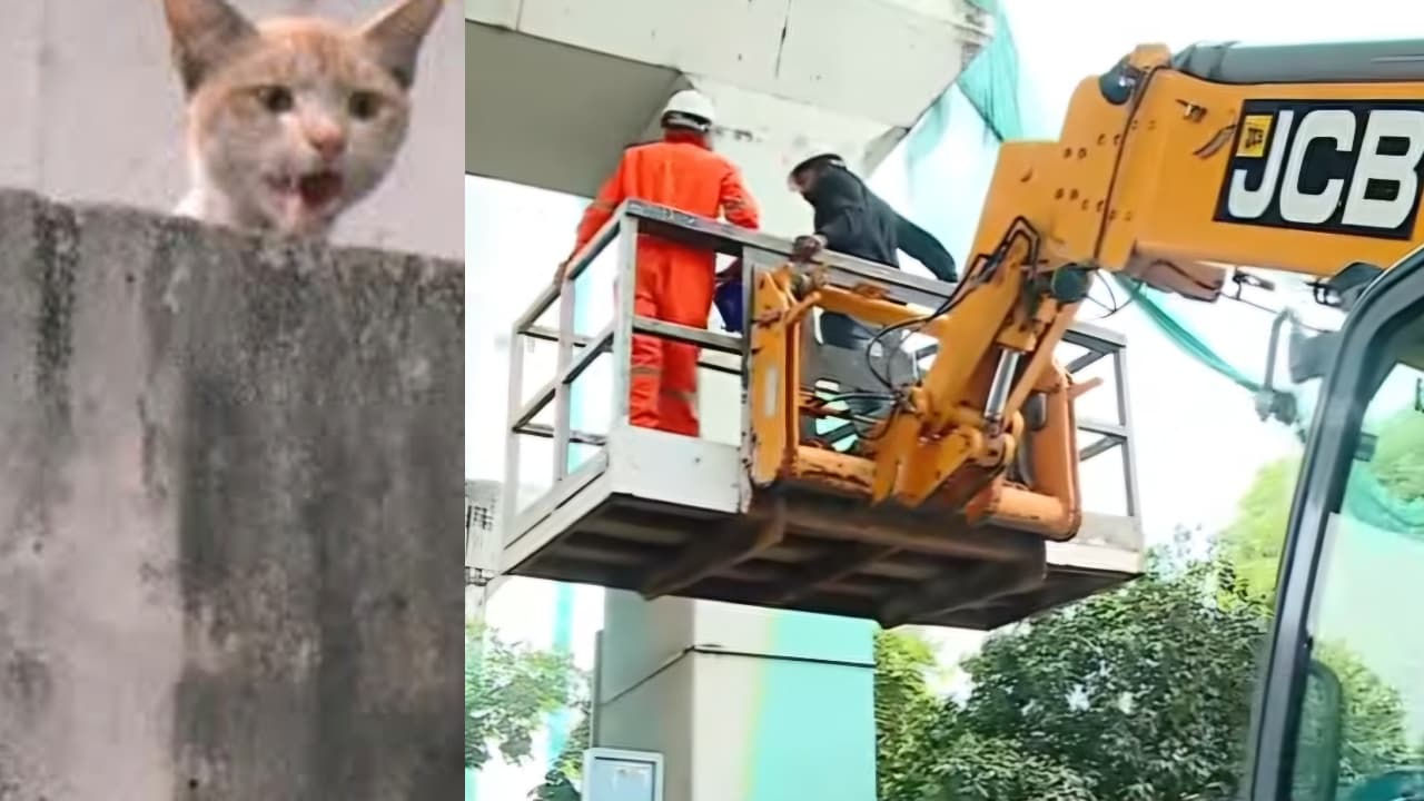 w 1280h 720format jpgimgid 01khzppex4hb4jn5z1cjz63z1vimgname subhash rescue 1771664260004