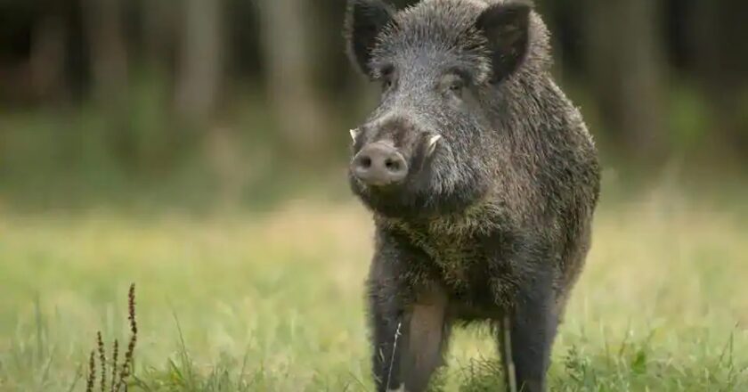 തൃശൂരിൽ വീടിനുള്ളിൽ കളിച്ചുകൊണ്ടിരിക്കെ ഒൻപത് വയസുകാരിക്ക് കാട്ടുപന്നിയുടെ ആക്രമണം;