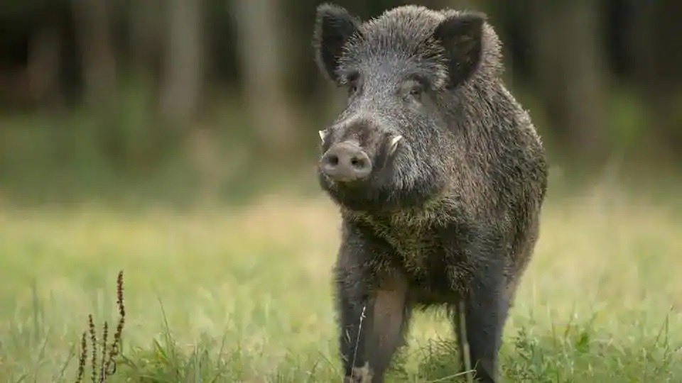 wild boar
