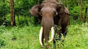 പാലക്കാട് ജനവാസ മേഖലയിൽ ഇറങ്ങിയ കാട്ടാനയെ തുരത്തുന്നതിനിടെ ആക്രമണം; ഫോറസ്റ്റ് വാച്ചർക്ക് ദാരുണാന്ത്യം