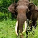 പാലക്കാട് ജനവാസ മേഖലയിൽ ഇറങ്ങിയ കാട്ടാനയെ തുരത്തുന്നതിനിടെ ആക്രമണം; ഫോറസ്റ്റ് വാച്ചർക്ക് ദാരുണാന്ത്യം