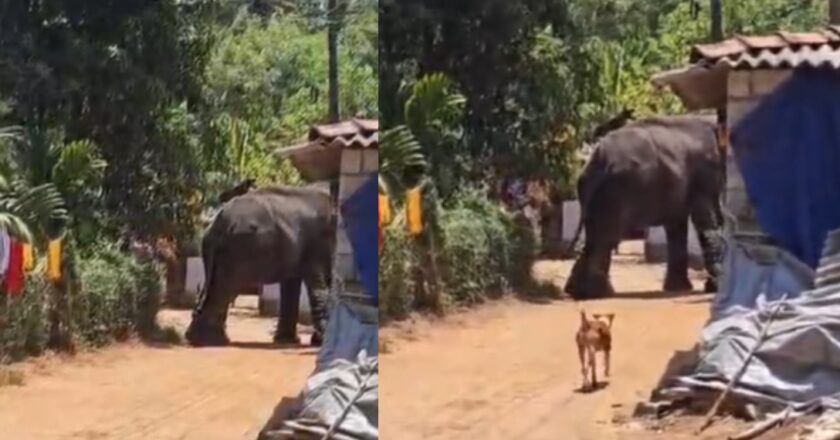 പാലക്കാട് കോങ്ങാട് ക്ഷേത്ര ഉത്സവത്തിനിടെ ആനയിടഞ്ഞു; പാപ്പാനെ ചവിട്ടിക്കൊന്നു