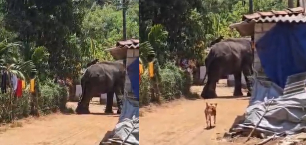 elephant kongad